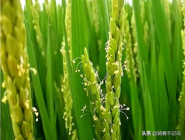 乾隆八年号称“史上最热的夏天”！到底热到啥程度？超乎你的想象