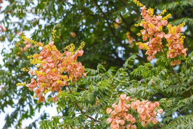 厦门秋季花海上新!红火焰、粉花海、黄金雨、橙灯笼……邂逅9月浪漫~