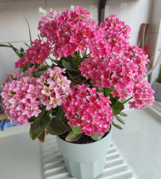 立秋后，6种花进入“危险期”，当心“黄叶”找上门