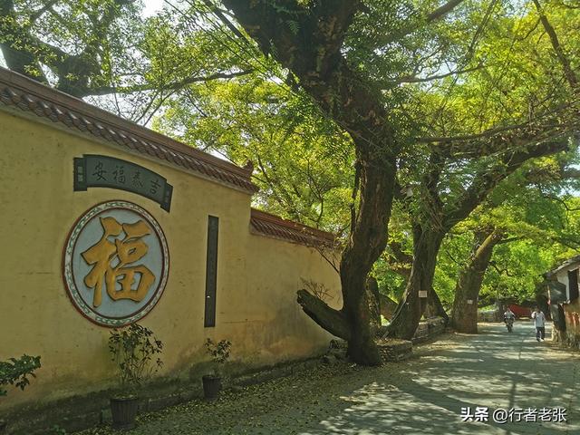 福建福安，穆水之阳，一座原汁原味的千年古镇，百年古树群最美