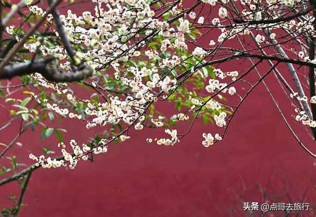 成都唐代园林梅花开了，被严重冷落，红墙青瓦，美到震撼！