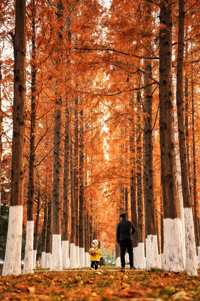 临沂「红杉」「红枫」浓度拉满，出片率100%