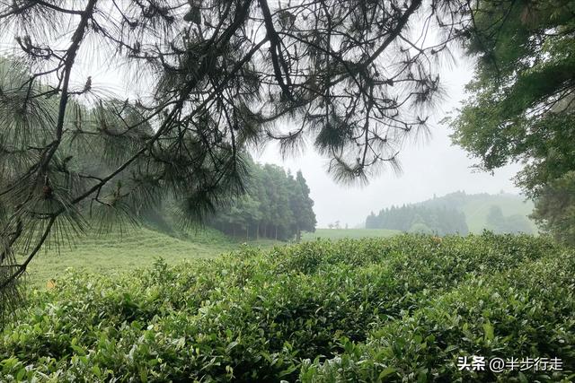 湖南国有林场：石门县白云山林场风光欣赏！
