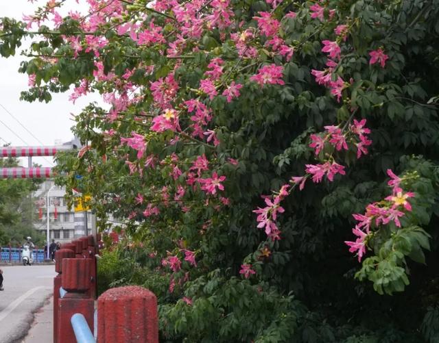 请查收！怀集发来花色请柬