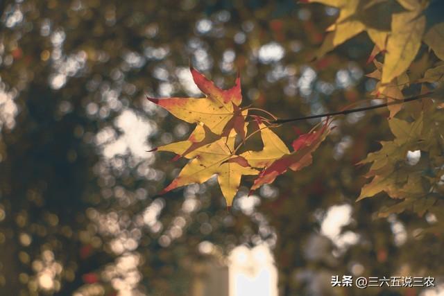 “上午处暑凉嗖嗖，下午处暑热得哭”，今年处暑在几点？答案来了