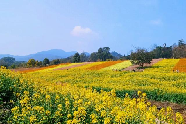 春到乐山，“香”约起来