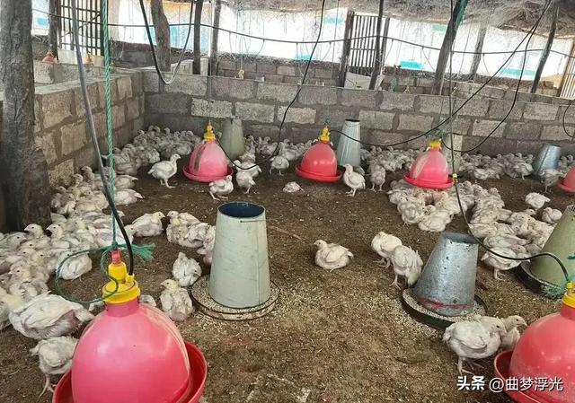 一个湖北女人在非洲开农场 十年后却被自己信任的当地人害死