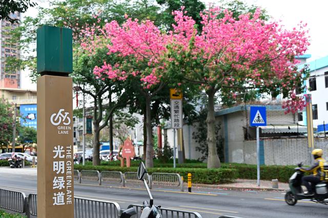 深活指南｜免费！深圳这些赏花点美成漫画，不允许有人不知道！