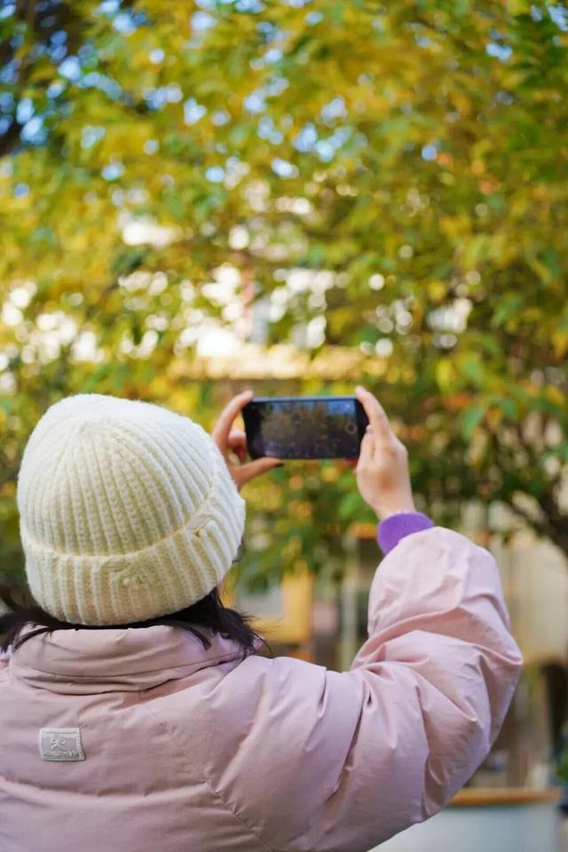 冬日限定浪漫！这抹“金黄暗香”，你打卡了吗？