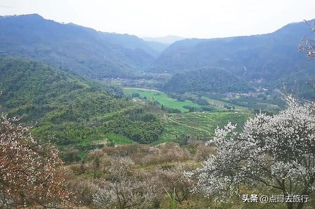 成都真正的“小林芝”盛景，被严重低估，漫山梅花，美到震撼！