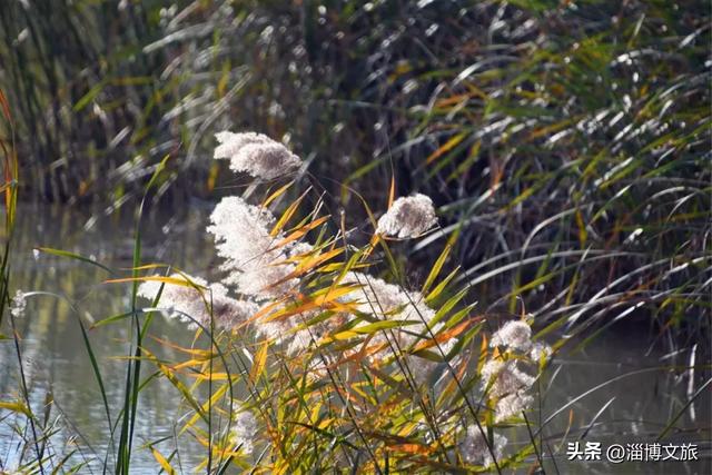 气温骤降8℃,「雪」要来了!在淄博,邂逅一场白色浪漫→