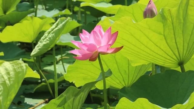 回民区：在青城公园捞一捧清凉