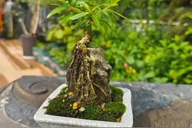 世界最美盆景鉴赏——水杨梅图片