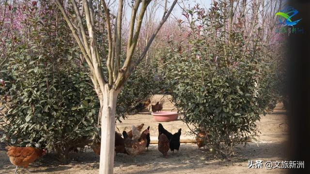 新洲梅花抢先打卡！抓住冬日第一抹绽放的色彩