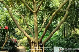 喜马拉雅造山，古地中海西退，西双版纳，热带雨林植物，露兜树图片