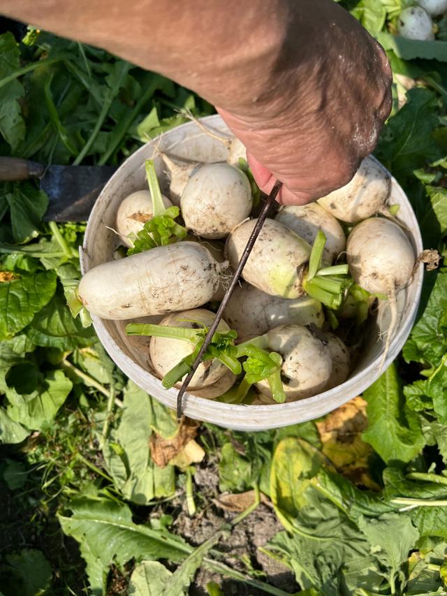 寻味武汉：一站式发掘黄陂宝藏风物，糯米灌肥肠、麦酱与脉地湾
