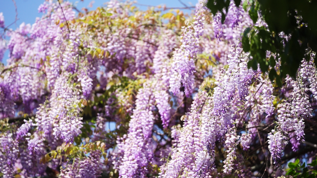杭州春日“绝绝紫”瀑布已上线！