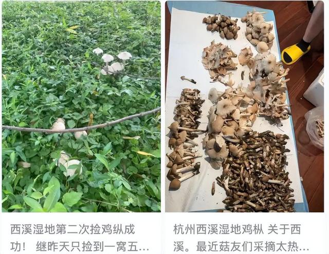 捡不完，根本捡不完！杭州这里一批批人涌入！多平台公告：严禁