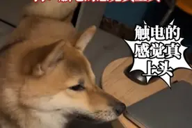 狗子误碰到充电中的笔记本电脑，酥酥麻麻越来越上头图片