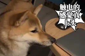 狗子误碰到充电中的笔记本电脑，酥酥麻麻越来越上头图片
