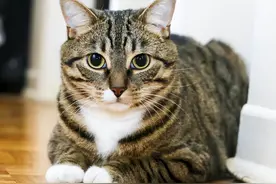 这4种猫，遇到不要错过，捡回家会报答你图片