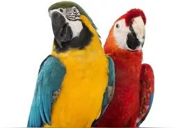 什么宠物干净粘人好养活？值得饲养的宠物有哪些？图片