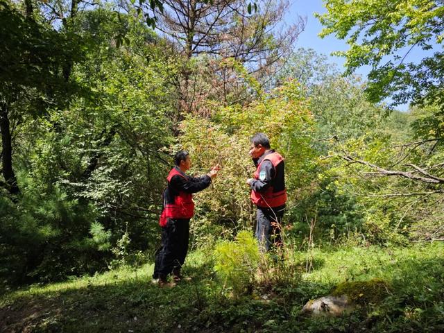 岁月守绿 “森森”不息——探秘甘肃小陇山国家级自然保护区