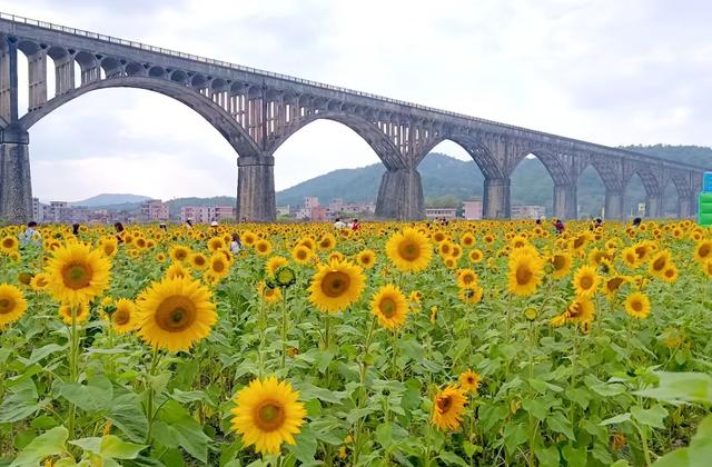 罗定市旅游擦亮历史文化名城金字招牌