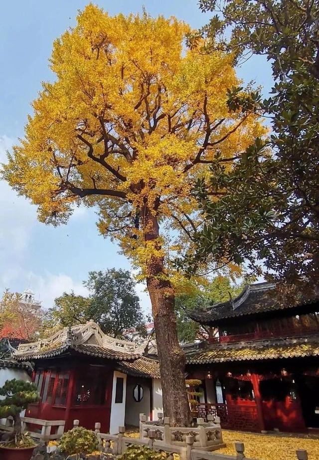 十二月暖阳拥抱着城市，古典园林披上迷人华服 我内心瞬间归于宁静