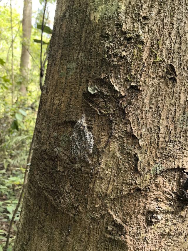 带小朋友去贵州茂兰，连环探洞加漏斗原始森林徒步二日游全攻略！