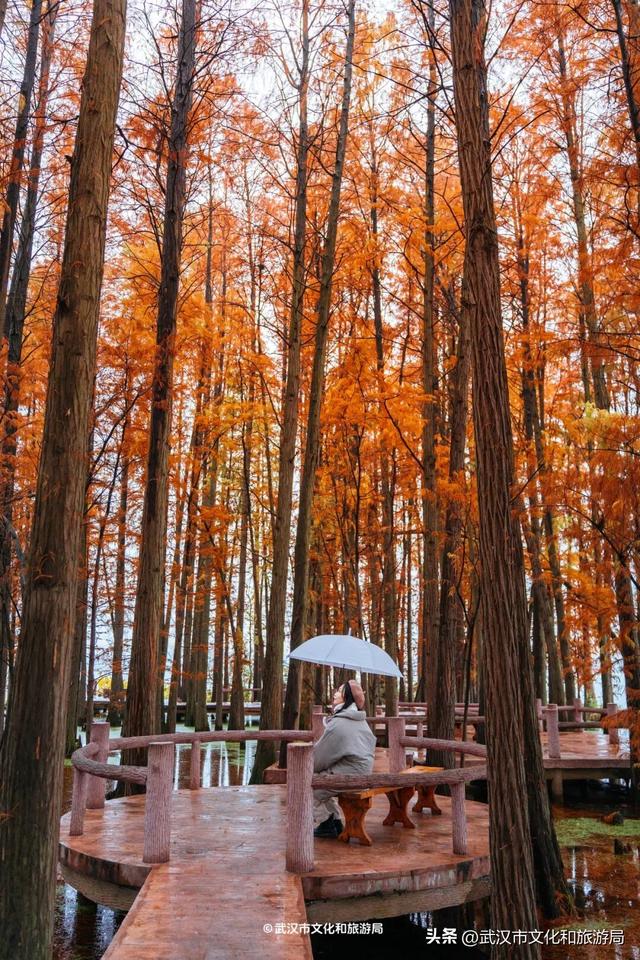 本周，武汉彩叶杀疯了！