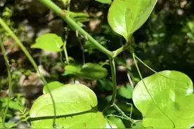 俗称“筋骨草”！枝头开满红果，浑身是刺，老人腰痛就找它！图片