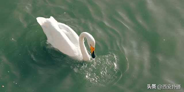 西安出发当日往返，天鹅湖游玩全攻略！