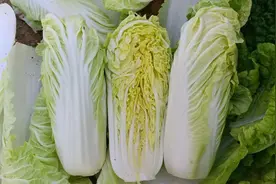 大白菜、小白菜、娃娃菜有什么区别？3种黄金搭配，养脾胃强免疫图片