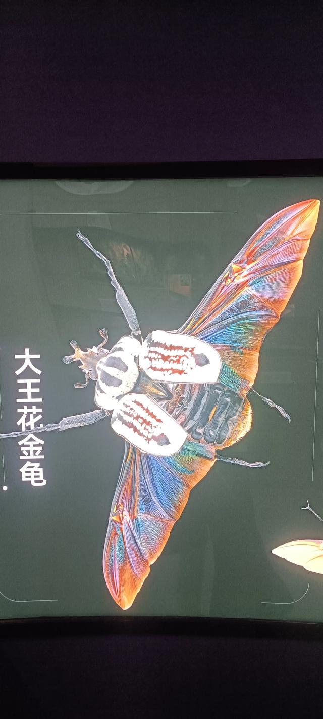 西安长安云昆虫展你来了吗