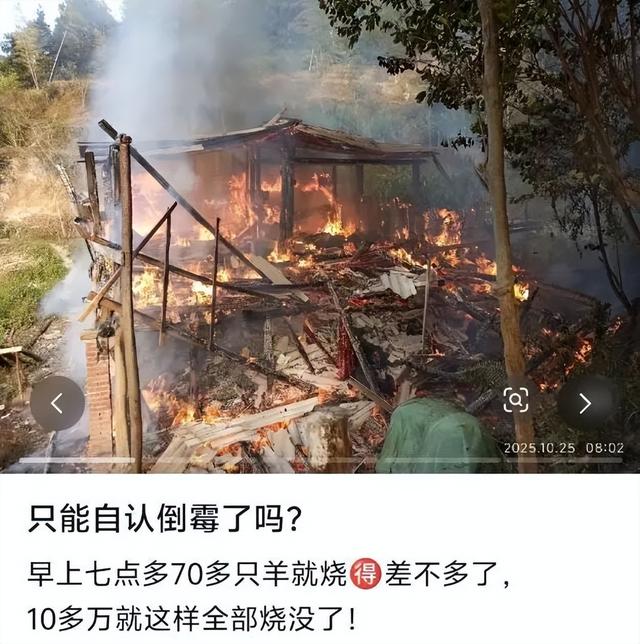 广东一羊圈着火致数十只羊被烧死