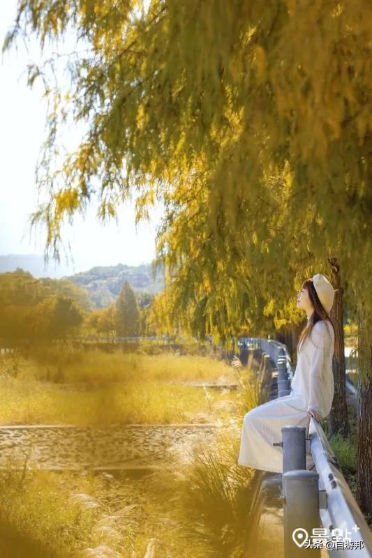 C型弯落羽松树海美拍秘境！8大取景模板3大景点顺游