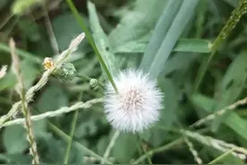 蒲公英的种子随风飘散，却在落地后相互偎依，紧紧相连图片