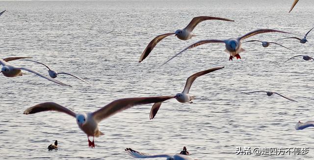 深圳湾观鸟：海舞鸟歌映盛世