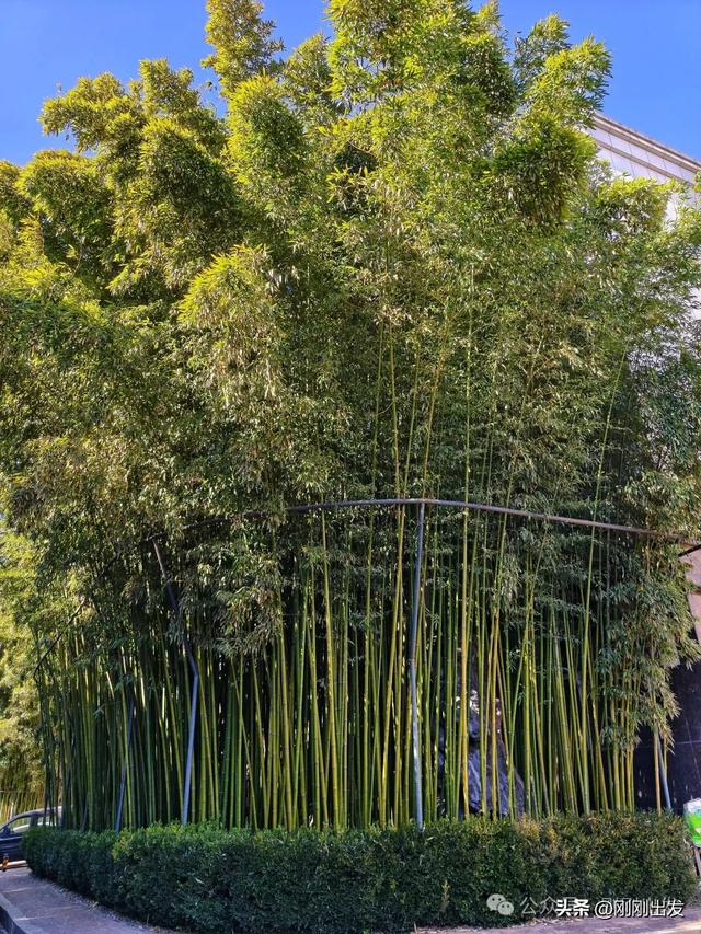 大连两片超美竹林，第二个很少有人知道