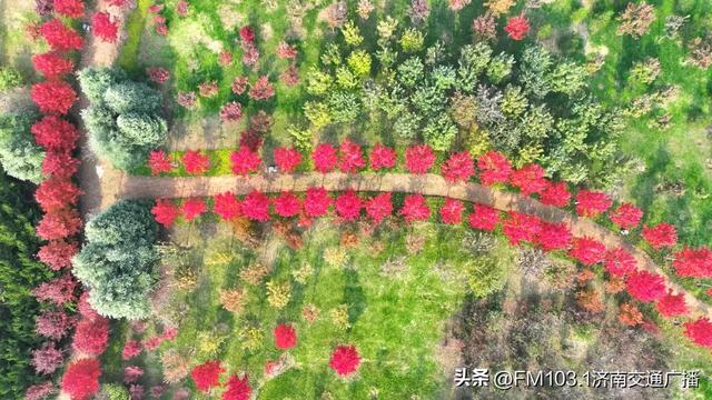 济南植物园藏着秋日顶流!这漫天红叶,正等你赴一场红焰之约