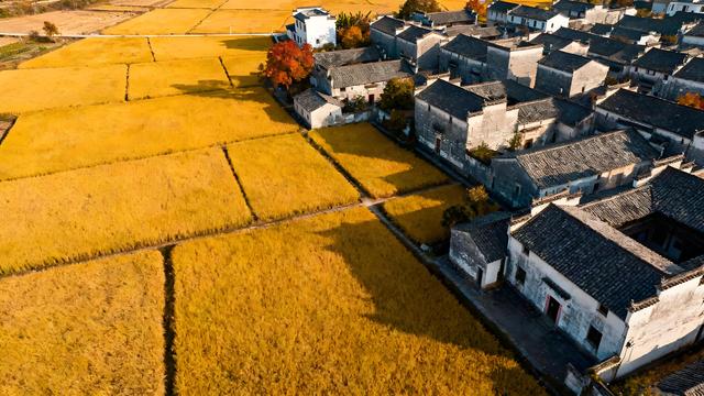 木棉吹雪映琼波，椰影摇风入画幽 —— 海口清秋寻梦录