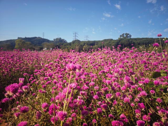 从丽康路穿荔园溪谷至西丽湖绿道骑行随拍