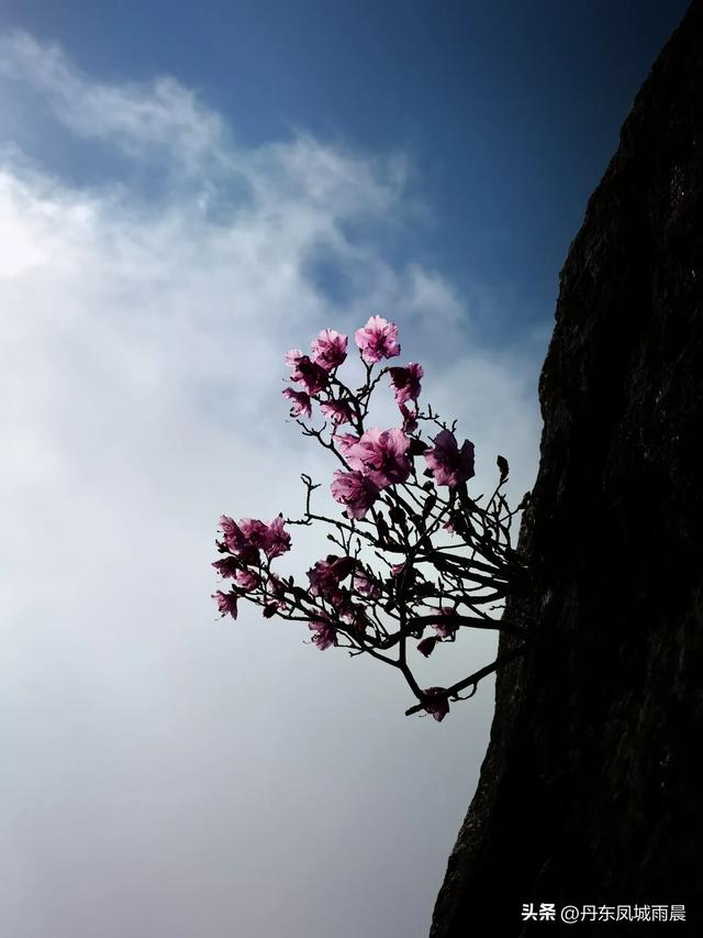 丹东凤凰山最高山峰一枝花
