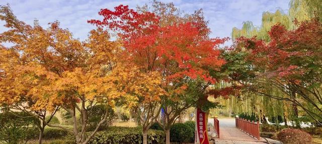 五彩斑斓！龙潭公园的初冬彩林，总有一抹色彩温暖你！