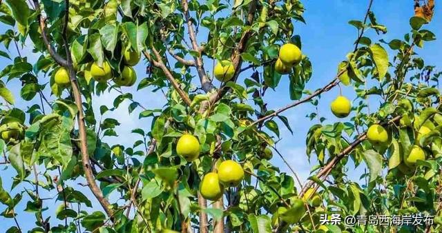 鲜 果 上 市 ！