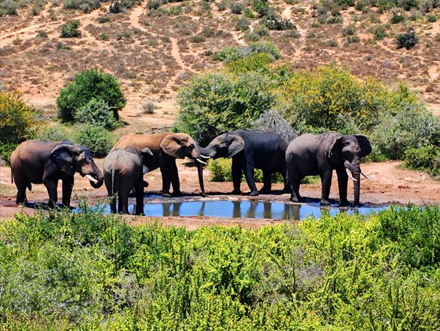 非洲旅游：难忘南非观光之旅纪行（图）