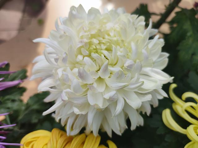 武汉金秋菊展之中山公园特色展