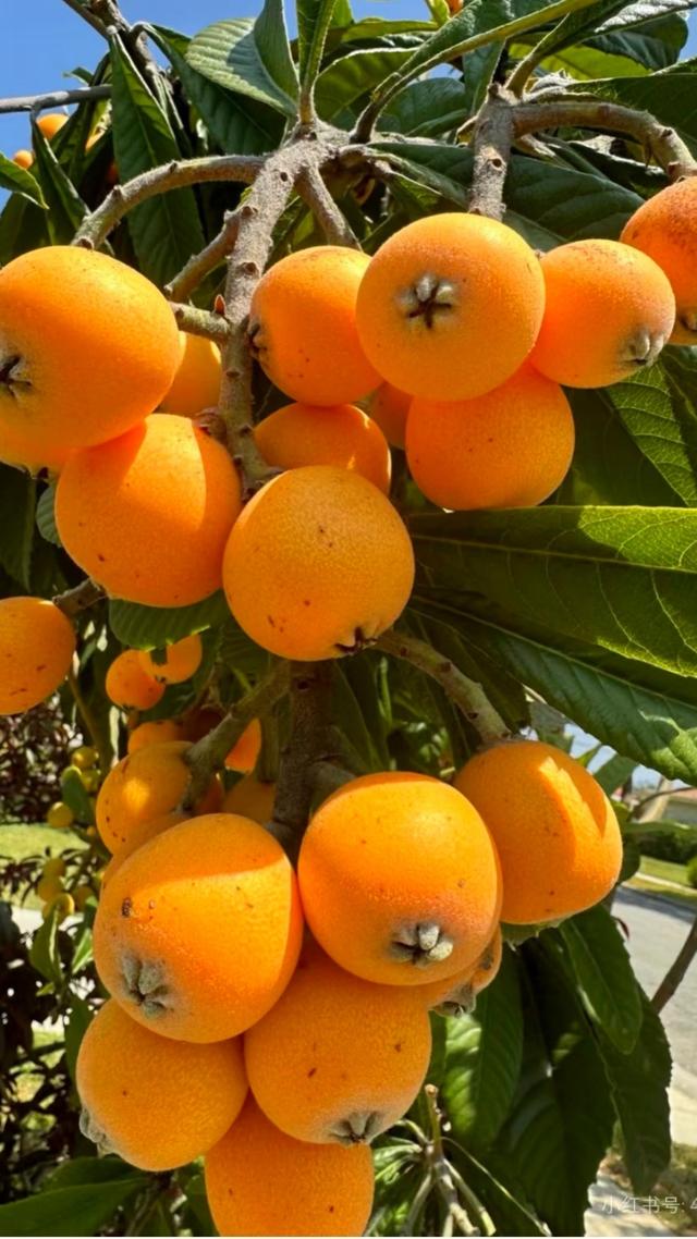 安康竹园小区：一方绿意四季如画，自然与人文之美