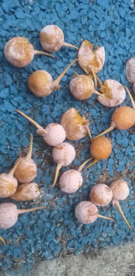 日本人靠它发财，美国人用它打仗，中国人却把它当毒药扔进垃圾桶